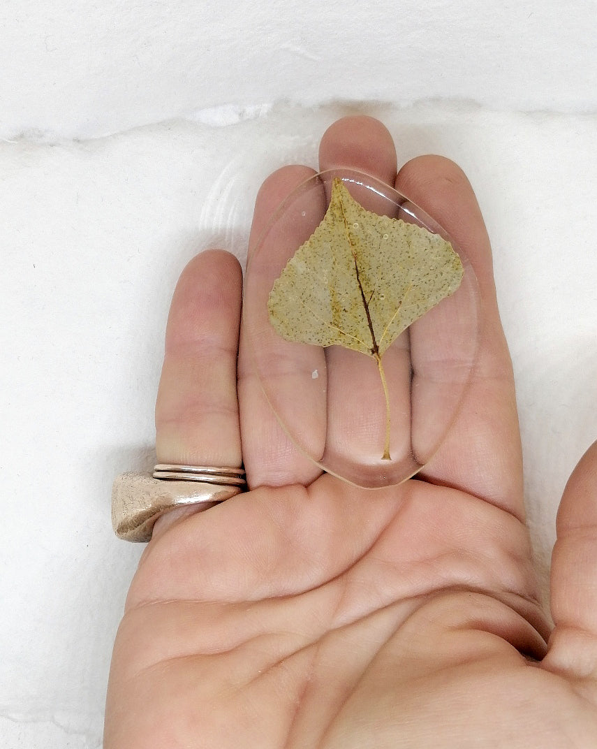 White Poplar Brooches